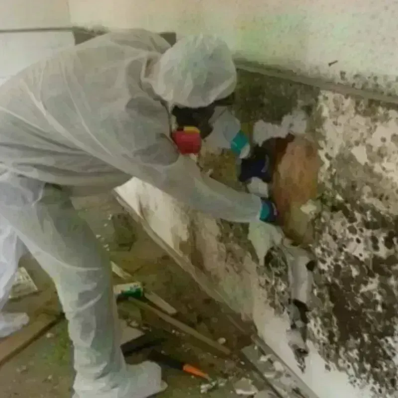 Mold Remediation and Removal in Elberton, GA